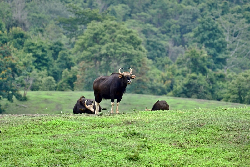 mulberry khaoyai, the birder’s lodge café & grill, yellow submarine coffee tank, ข้าวโพดหวาน ไร่สุวรรณ, ที่เที่ยวเขาใหญ่, ที่เที่ยวเขาใหญ่ 2022, ที่เที่ยวเขาใหญ่ 2023, ที่เที่ยวเขาใหญ่ 2024, ที่เที่ยวเขาใหญ่ 2565, ที่เที่ยวเขาใหญ่ 2566, ที่เที่ยวเขาใหญ่ 2567, ที่เที่ยวเขาใหญ่ ปากช่อง, น้ำตกเหวสุวัต, บ่อน้ำผุด เขาใหญ่, บ้านนอกคอกนา, ปาลิโอ เขาใหญ่, ฟาร์มโชคชัย, สระน้ำผุด ปากช่อง, สระน้ำผุด เขาใหญ่, อุทยานแห่งชาติเขาใหญ่, เขาใหญ่, เขาใหญ่ ที่เที่ยว, เที่ยวเขาใหญ่ 2024, เที่ยวเขาใหญ่ 2567, แรนโช ชาญวีร์ เขาใหญ่, ไร่มัลเบอร์รี่ เขาใหญ่, ไร่สุวรรณ, top 25+ ที่เที่ยวเขาใหญ่ [กรกฎาคม 2024] ถ่ายรูปสวย สไตล์ธรรมชาติ เที่ยวได้ทั้งครอบครัว