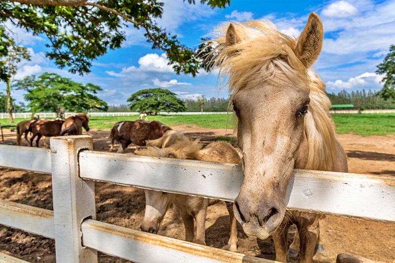 mulberry khaoyai, the birder’s lodge café & grill, yellow submarine coffee tank, ข้าวโพดหวาน ไร่สุวรรณ, ที่เที่ยวเขาใหญ่, ที่เที่ยวเขาใหญ่ 2022, ที่เที่ยวเขาใหญ่ 2023, ที่เที่ยวเขาใหญ่ 2024, ที่เที่ยวเขาใหญ่ 2565, ที่เที่ยวเขาใหญ่ 2566, ที่เที่ยวเขาใหญ่ 2567, ที่เที่ยวเขาใหญ่ ปากช่อง, น้ำตกเหวสุวัต, บ่อน้ำผุด เขาใหญ่, บ้านนอกคอกนา, ปาลิโอ เขาใหญ่, ฟาร์มโชคชัย, สระน้ำผุด ปากช่อง, สระน้ำผุด เขาใหญ่, อุทยานแห่งชาติเขาใหญ่, เขาใหญ่, เขาใหญ่ ที่เที่ยว, เที่ยวเขาใหญ่ 2024, เที่ยวเขาใหญ่ 2567, แรนโช ชาญวีร์ เขาใหญ่, ไร่มัลเบอร์รี่ เขาใหญ่, ไร่สุวรรณ, top 25+ ที่เที่ยวเขาใหญ่ [กรกฎาคม 2024] ถ่ายรูปสวย สไตล์ธรรมชาติ เที่ยวได้ทั้งครอบครัว