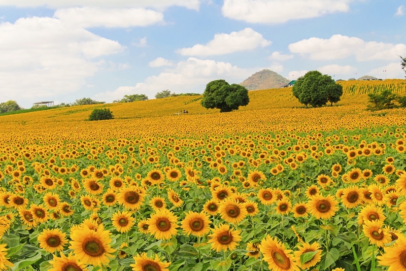 mulberry khaoyai, the birder’s lodge café & grill, yellow submarine coffee tank, ข้าวโพดหวาน ไร่สุวรรณ, ที่เที่ยวเขาใหญ่, ที่เที่ยวเขาใหญ่ 2022, ที่เที่ยวเขาใหญ่ 2023, ที่เที่ยวเขาใหญ่ 2024, ที่เที่ยวเขาใหญ่ 2565, ที่เที่ยวเขาใหญ่ 2566, ที่เที่ยวเขาใหญ่ 2567, ที่เที่ยวเขาใหญ่ ปากช่อง, น้ำตกเหวสุวัต, บ่อน้ำผุด เขาใหญ่, บ้านนอกคอกนา, ปาลิโอ เขาใหญ่, ฟาร์มโชคชัย, สระน้ำผุด ปากช่อง, สระน้ำผุด เขาใหญ่, อุทยานแห่งชาติเขาใหญ่, เขาใหญ่, เขาใหญ่ ที่เที่ยว, เที่ยวเขาใหญ่ 2024, เที่ยวเขาใหญ่ 2567, แรนโช ชาญวีร์ เขาใหญ่, ไร่มัลเบอร์รี่ เขาใหญ่, ไร่สุวรรณ, top 25+ ที่เที่ยวเขาใหญ่ [กรกฎาคม 2024] ถ่ายรูปสวย สไตล์ธรรมชาติ เที่ยวได้ทั้งครอบครัว