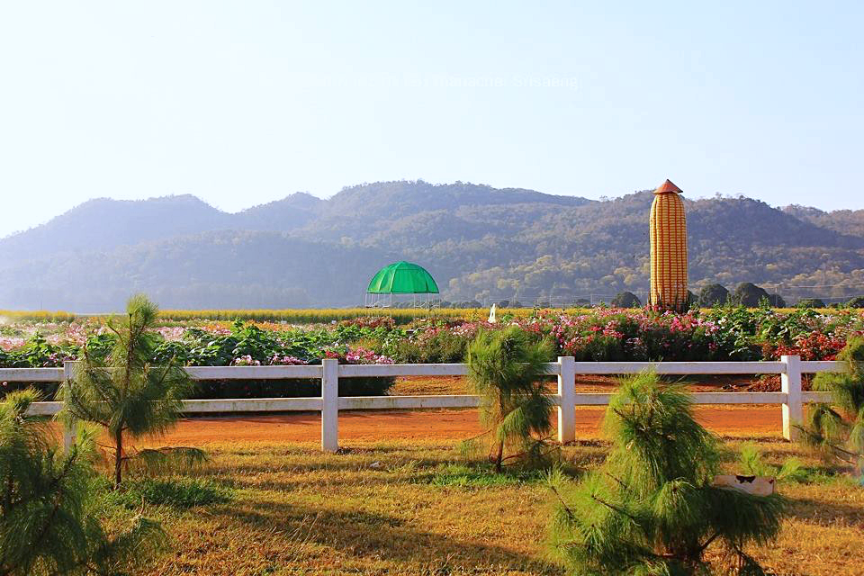 mulberry khaoyai, the birder’s lodge café & grill, yellow submarine coffee tank, ข้าวโพดหวาน ไร่สุวรรณ, ที่เที่ยวเขาใหญ่, ที่เที่ยวเขาใหญ่ 2022, ที่เที่ยวเขาใหญ่ 2023, ที่เที่ยวเขาใหญ่ 2024, ที่เที่ยวเขาใหญ่ 2565, ที่เที่ยวเขาใหญ่ 2566, ที่เที่ยวเขาใหญ่ 2567, ที่เที่ยวเขาใหญ่ ปากช่อง, น้ำตกเหวสุวัต, บ่อน้ำผุด เขาใหญ่, บ้านนอกคอกนา, ปาลิโอ เขาใหญ่, ฟาร์มโชคชัย, สระน้ำผุด ปากช่อง, สระน้ำผุด เขาใหญ่, อุทยานแห่งชาติเขาใหญ่, เขาใหญ่, เขาใหญ่ ที่เที่ยว, เที่ยวเขาใหญ่ 2024, เที่ยวเขาใหญ่ 2567, แรนโช ชาญวีร์ เขาใหญ่, ไร่มัลเบอร์รี่ เขาใหญ่, ไร่สุวรรณ, top 25+ ที่เที่ยวเขาใหญ่ [กรกฎาคม 2024] ถ่ายรูปสวย สไตล์ธรรมชาติ เที่ยวได้ทั้งครอบครัว