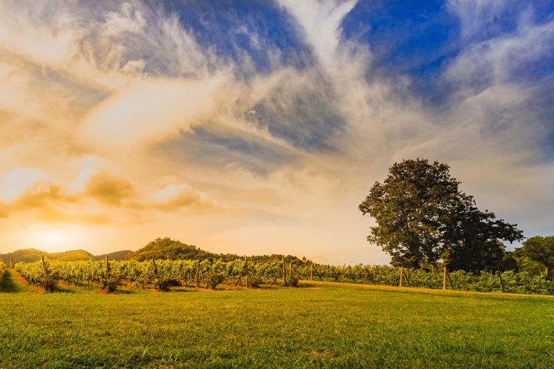 mulberry khaoyai, the birder’s lodge café & grill, yellow submarine coffee tank, ข้าวโพดหวาน ไร่สุวรรณ, ที่เที่ยวเขาใหญ่, ที่เที่ยวเขาใหญ่ 2022, ที่เที่ยวเขาใหญ่ 2023, ที่เที่ยวเขาใหญ่ 2024, ที่เที่ยวเขาใหญ่ 2565, ที่เที่ยวเขาใหญ่ 2566, ที่เที่ยวเขาใหญ่ 2567, ที่เที่ยวเขาใหญ่ ปากช่อง, น้ำตกเหวสุวัต, บ่อน้ำผุด เขาใหญ่, บ้านนอกคอกนา, ปาลิโอ เขาใหญ่, ฟาร์มโชคชัย, สระน้ำผุด ปากช่อง, สระน้ำผุด เขาใหญ่, อุทยานแห่งชาติเขาใหญ่, เขาใหญ่, เขาใหญ่ ที่เที่ยว, เที่ยวเขาใหญ่ 2024, เที่ยวเขาใหญ่ 2567, แรนโช ชาญวีร์ เขาใหญ่, ไร่มัลเบอร์รี่ เขาใหญ่, ไร่สุวรรณ, top 25+ ที่เที่ยวเขาใหญ่ [กรกฎาคม 2024] ถ่ายรูปสวย สไตล์ธรรมชาติ เที่ยวได้ทั้งครอบครัว
