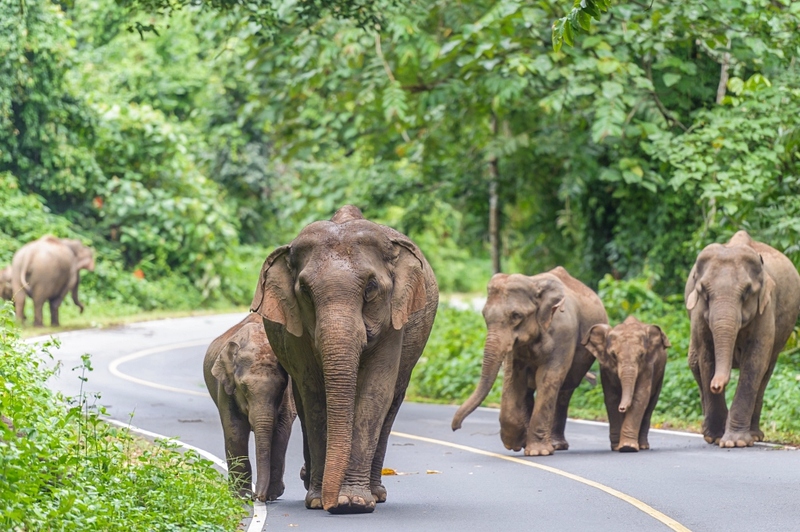 mulberry khaoyai, the birder’s lodge café & grill, yellow submarine coffee tank, ข้าวโพดหวาน ไร่สุวรรณ, ที่เที่ยวเขาใหญ่, ที่เที่ยวเขาใหญ่ 2022, ที่เที่ยวเขาใหญ่ 2023, ที่เที่ยวเขาใหญ่ 2024, ที่เที่ยวเขาใหญ่ 2565, ที่เที่ยวเขาใหญ่ 2566, ที่เที่ยวเขาใหญ่ 2567, ที่เที่ยวเขาใหญ่ ปากช่อง, น้ำตกเหวสุวัต, บ่อน้ำผุด เขาใหญ่, บ้านนอกคอกนา, ปาลิโอ เขาใหญ่, ฟาร์มโชคชัย, สระน้ำผุด ปากช่อง, สระน้ำผุด เขาใหญ่, อุทยานแห่งชาติเขาใหญ่, เขาใหญ่, เขาใหญ่ ที่เที่ยว, เที่ยวเขาใหญ่ 2024, เที่ยวเขาใหญ่ 2567, แรนโช ชาญวีร์ เขาใหญ่, ไร่มัลเบอร์รี่ เขาใหญ่, ไร่สุวรรณ, top 25+ ที่เที่ยวเขาใหญ่ [กรกฎาคม 2024] ถ่ายรูปสวย สไตล์ธรรมชาติ เที่ยวได้ทั้งครอบครัว