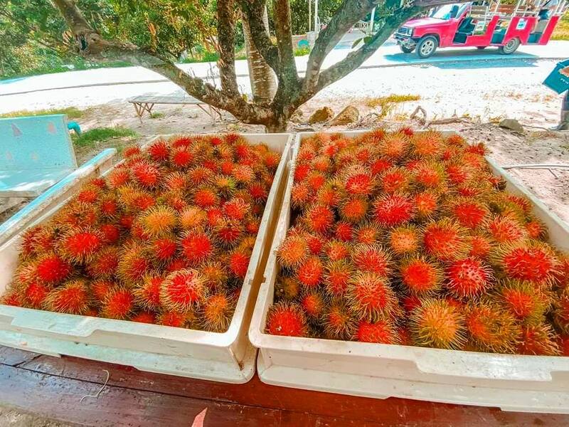 top 6+ บุฟเฟ่ต์ผลไม้+ทุเรียนไม่อั้น ทานได้ทั้งหมด เพราะสดชื่น (อัปเดต 9/06/63)