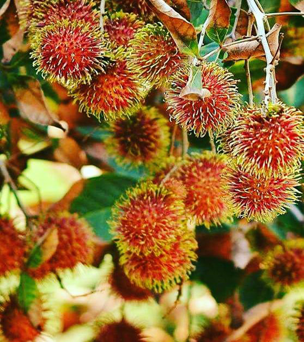 top 6+ บุฟเฟ่ต์ผลไม้+ทุเรียนไม่อั้น ทานได้ทั้งหมด เพราะสดชื่น (อัปเดต 9/06/63)