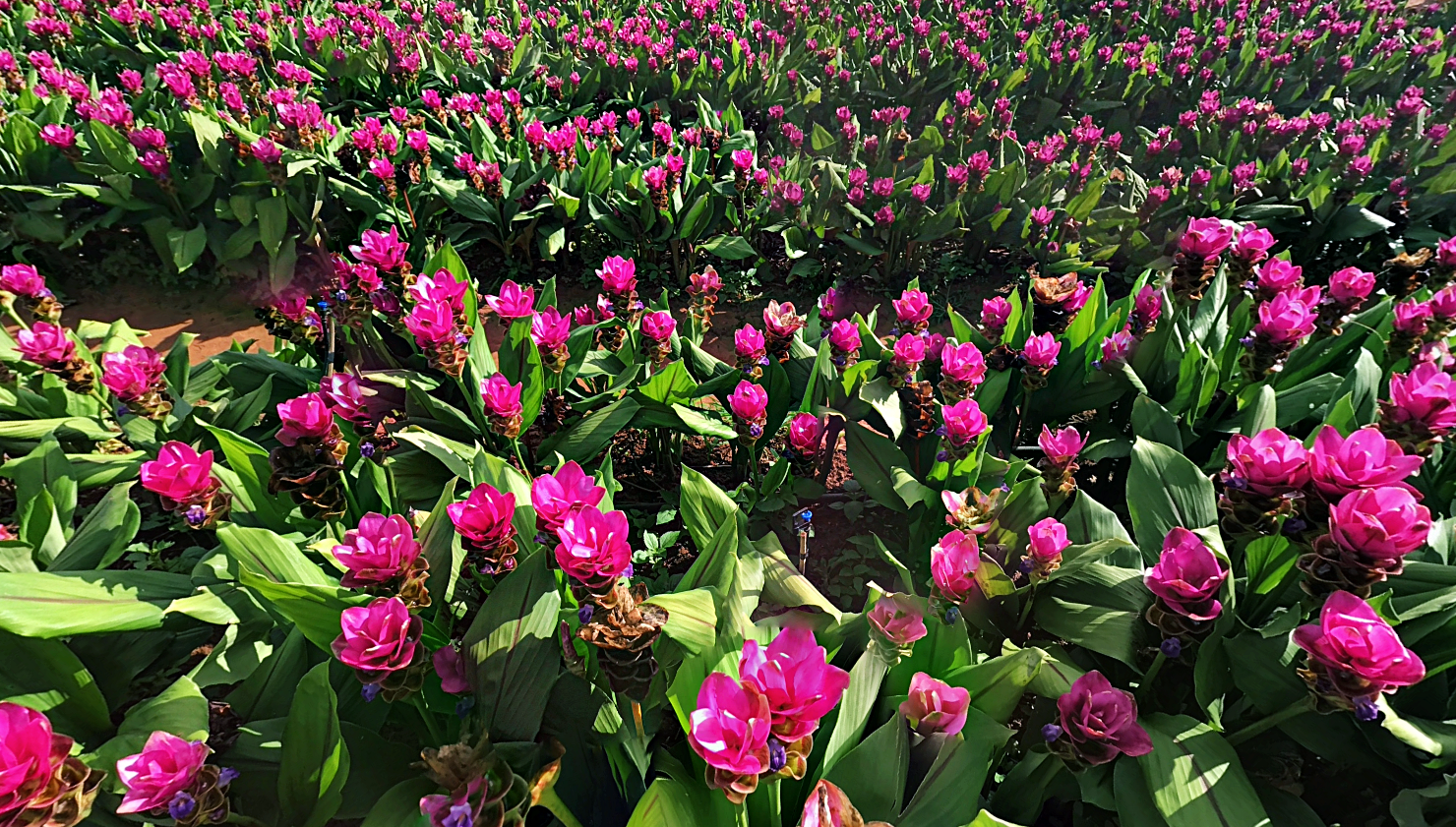 180 all day all season, 180 องศา คาเฟ่, 180' cafe, pino latte resort & cafe, route 12, กาแฟตั๊กม้อ เขาค้อ, จุดชมวิวทะเลหมอก, จุดชมวิวทะเลหมอก อำเภอเขาค้อ, ที่เที่ยว เขาค้อ, ที่เที่ยว เขาค้อ 2020, ที่เที่ยว เขาค้อ 2021, ที่เที่ยว เขาค้อ 2563, ที่เที่ยว เขาค้อ 2564, ที่เที่ยวเขาค้อ, ที่เที่ยวเขาค้อ 2022, ที่เที่ยวเขาค้อ 2565, ทุ่งกังหันลม เขาค้อ, ทุ่งแสลงหลวง, น้ำตกศรีดิษฐ์, พระตำหนักเขาค้อ, พีโน่ ลาเต้, ภูแก้วพีค, ภูแก้วพีค คาเฟ่, วัดพระธาตุผาซ่อนแก้ว, เขาค้อ, เขาค้อ เพชรบูรณ์, เขาตะเคียนโง๊ะ, เที่ยวเขาค้อ, เที่ยวเขาค้อ 2020, เที่ยวเขาค้อ 2021, เที่ยวเขาค้อ 2563, เที่ยวเขาค้อ 2564, โรงเตี๊ยมสุดขอบฟ้า, top 12+ ที่เที่ยวเขาค้อ [กรกฎาคม 2024] แวะเที่ยว เช็คอิน ฟินไปกับธรรมชาติ