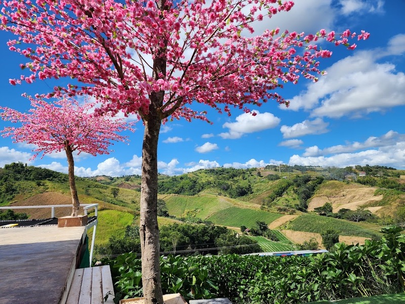 180 all day all season, 180 องศา คาเฟ่, 180' cafe, 180' coffee, artory cafe, cafe khao kho, cedar cafe, cedar ป่าสน cafe, cedar ป่าสน cafe khao kho, cedar ป่าสน cafe เขาค้อ, cedar ป่าสน cafe' at เขาค้อ, coffee love, dragon hill, dragon hill cafe, gino cafe, hydrangea cafe, jolly cafe, jolly cafe khao kho, jolly cafe เขาค้อ, la borne point, liangshan, liangshan coffee khao kho, linda cafe, linda cafe เขาค้อ, morngpar cafe, phukaew peak cafe, pino latte, pino latte restaurant and cafe, ricco slowbar เขาค้อ, story cup, story cup cafe, story cup khao kho, story cup เขาค้อ, takmoh coffee khao kho & โรงเตี๊ยมสุดขอบฟ้า, tanrak, taproot cafe, taproot cafe เขาค้อ, the gm bar & restaurant, the gm bar เขาค้อ, the piney bistro cafe, the pug coffee, the pug coffee lake hill, กาแฟดริป ricco slowbar, กาแฟดริป เขาค้อ, กาแฟตั๊กม้อ เขาค้อ, กาแฟอาราบิกา, คาเฟ่ เพชรบูรณ์, คาเฟ่ ใกล้ฉัน, คาเฟ่.ใหม่เขาค้อ, คาเฟ่ลับเขาค้อ, คาเฟ่เขาค้อ, คาเฟ่เขาค้อ 2024, คาเฟ่เขาค้อ 2567, คาเฟ่ใกล้ฉัน, คาเฟ่ในไร่บีเอ็นฟาร์ม, จีเอ็ม บาร์ เขาค้อ, จุดเช็คอิน คาเฟ่เขาค้อ, ดราก้อน ฮิลล์ คาเฟ่, ดราก้อน ฮิลล์ เขาค้อ, ตั๊กม้อ คอฟฟี่, ทุ่งไฮเดรนเยีย, บนทะเลหมอก & the pug coffee, พีโน่ ลาเต้, พีโน่ ลาเต้ เขาค้อ, ภูแก้วพีค, ภูแก้วพีค คาเฟ่, ภูแก้วพีค เขาค้อ, มองผา คาเฟ่ เขาค้อ, มองผา คาเฟ่ แอนด์ รีสอร์ท, ลาบล็อง พ้อยท์, ลาบล็อง พ้อยท์ เขาค้อ, ลินดา คาเฟ่, สตอรี่ คัฟ เขาค้อ, เขาค้อ, เข้าค่าย cafe’ & cabin, เข้าค่าย café & resort, เข้าค่าย café เขาค้อ, เข้าค่าย คาเฟ่, เข้าค่ายคาเฟ่, เดอะ ไพนี่ บิสโทร คาเฟ่, เหลียงซาน, เหลียงซาน เขาค้อ, แทนรัก กาแฟ, แทนรัก เขาค้อ, แทนรักทะเลหมอก รีสอร์ท, โรงเตี๊ยมสุดขอบฟ้า, ไพนี่ บิสโทร เขาค้อ, ไฮเดรนเยีย คาเฟ่, ไฮเดรนเยีย เขาค้อ, top 20+ คาเฟ่เขาค้อ [กรกฎาคม 2024] วิวสวย บรรยากาศดี ทัศนียภาพงดงาม