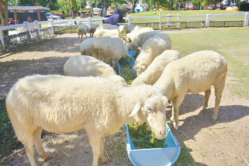 พัทยา, top 20+ ที่เที่ยวเด็กพัทยา 2567 เปิดใหม่ เข้าฟรี พาลูกเที่ยวพัทยา ชลบุรี ไปเช้าเย็นกลับ