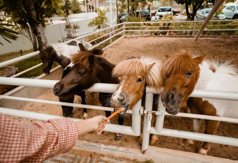 top 10+ คาเฟ่เด็ก ต้อนรับ วันเด็ก 2566 พาลูกไปสนุก สุขฟินทั้งครอบครัว