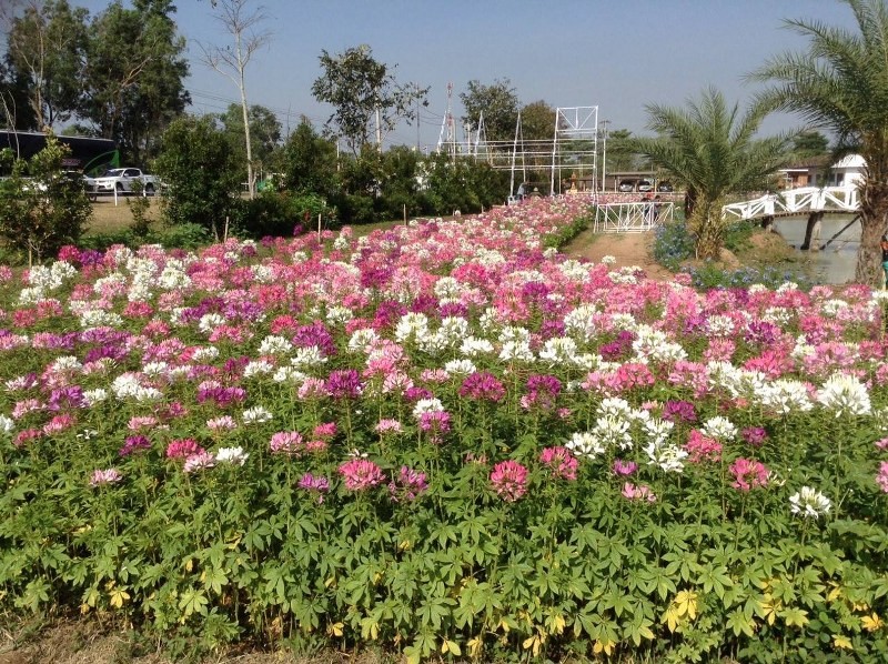 top 12+ ร้านอาหารวังน้ำเขียว 2567 บรรยากาศดี ราคาถูก ติดถนน เดินทางสะดวก