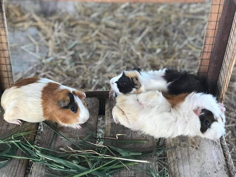 ชะอำ, เพชรบุรี, top 11+ ที่เที่ยวชะอำ 2567 ที่เที่ยวเปิดใหม่ พาลูกเที่ยวชะอำ เล่นน้ำทะเล นั่งชิลคาเฟ่สวย