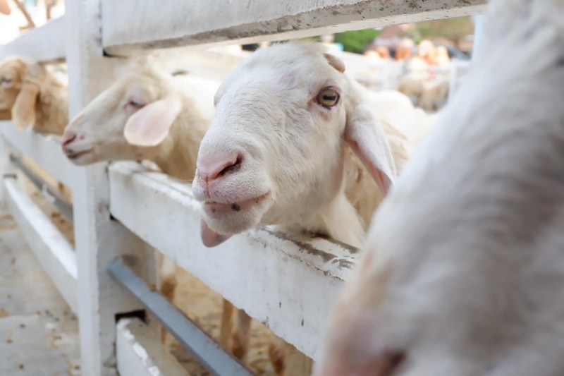 ชะอำ, เพชรบุรี, top 11+ ที่เที่ยวชะอำ 2567 ที่เที่ยวเปิดใหม่ พาลูกเที่ยวชะอำ เล่นน้ำทะเล นั่งชิลคาเฟ่สวย