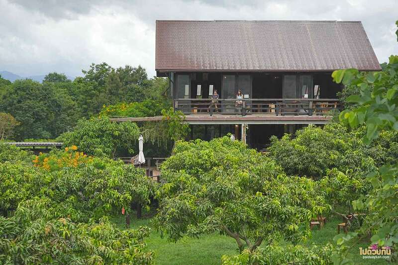 เที่ยวเขาใหญ่, คาเฟ่เขาใหญ่, เขาใหญ่, baan khao fae, บ้านข้าวแฝ่, baan khao fae บ้านข้าวแฝ่ คาเฟ่กลางสวนมะม่วง สูดอากาศบริสุทธิ์ ชมวิวขุนเขา