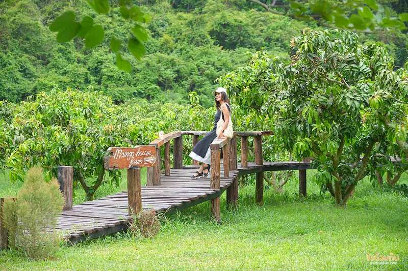 เที่ยวเขาใหญ่, คาเฟ่เขาใหญ่, เขาใหญ่, baan khao fae, บ้านข้าวแฝ่, baan khao fae บ้านข้าวแฝ่ คาเฟ่กลางสวนมะม่วง สูดอากาศบริสุทธิ์ ชมวิวขุนเขา