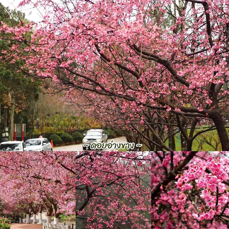 one nimman, ขุนช่างเคี่ยน, ที่เที่ยวเชียงใหม่, ที่เที่ยวเชียงใหม่ธรรมชาติ, ประตูท่าแพ, ม่อนแจ่ม, วัดพระธาตุดอยสุเทพ, 30 พิกัด ที่เที่ยวเชียงใหม่ ยอดฮิต ระดับตำนาน ตามกันมาเที่ยว