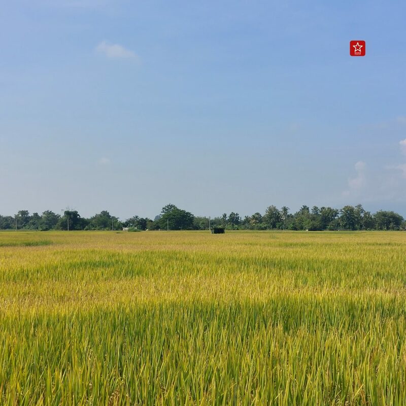 reviewchiangmai, ดอยสะเก็ด, รีวิวเชียงใหม่, สะพานแขวนเชื่อมใจ, เขื่อนแม่กวงอุดมธารา, เที่ยวเชียงใหม่, แอ่วได้แอ่วดี, เที่ยวเชียงใหม่ สะพานแขวนเชื่อมใจ แม่กวง ป่าสักงาม