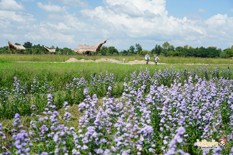 ร้านอาหารเชียงใหม่, chapulin food & cafe, ชะพูลิน ฟู๊ด แอนด์ คาเฟ่, คาเฟ่สันกำแพง, ร้านอาหารสันกำแพง, คาเฟ่เชียงใหม่, ชะพูลิน ฟู๊ด แอนด์ คาเฟ่ ถ่ายรูปกับบันไดสวรรค์สุดชิค