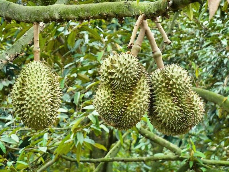 ระยอง, top 5+ บุฟเฟ่ต์ทุเรียน บุฟเฟ่ต์ผลไม้ กินทุเรียนได้ไม่อั้น