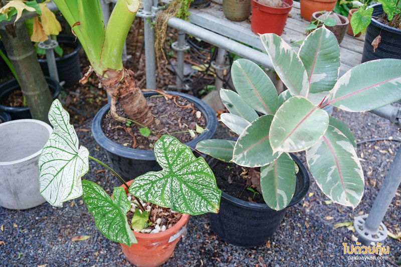 คาเฟ่ลาดพร้าว, plant me on the moon, plant me on the moon คาเฟ่ต้นไม้ ในโรงเรือนสุดเท่