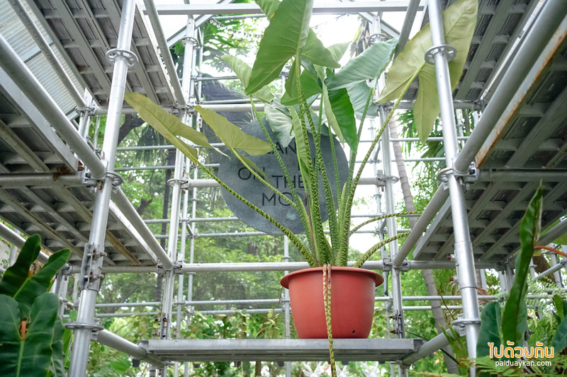 คาเฟ่ลาดพร้าว, plant me on the moon, plant me on the moon คาเฟ่ต้นไม้ ในโรงเรือนสุดเท่