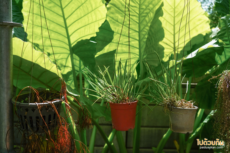 คาเฟ่ลาดพร้าว, plant me on the moon, plant me on the moon คาเฟ่ต้นไม้ ในโรงเรือนสุดเท่