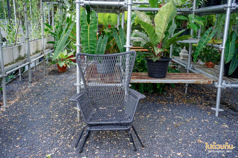 คาเฟ่ลาดพร้าว, plant me on the moon, plant me on the moon คาเฟ่ต้นไม้ ในโรงเรือนสุดเท่