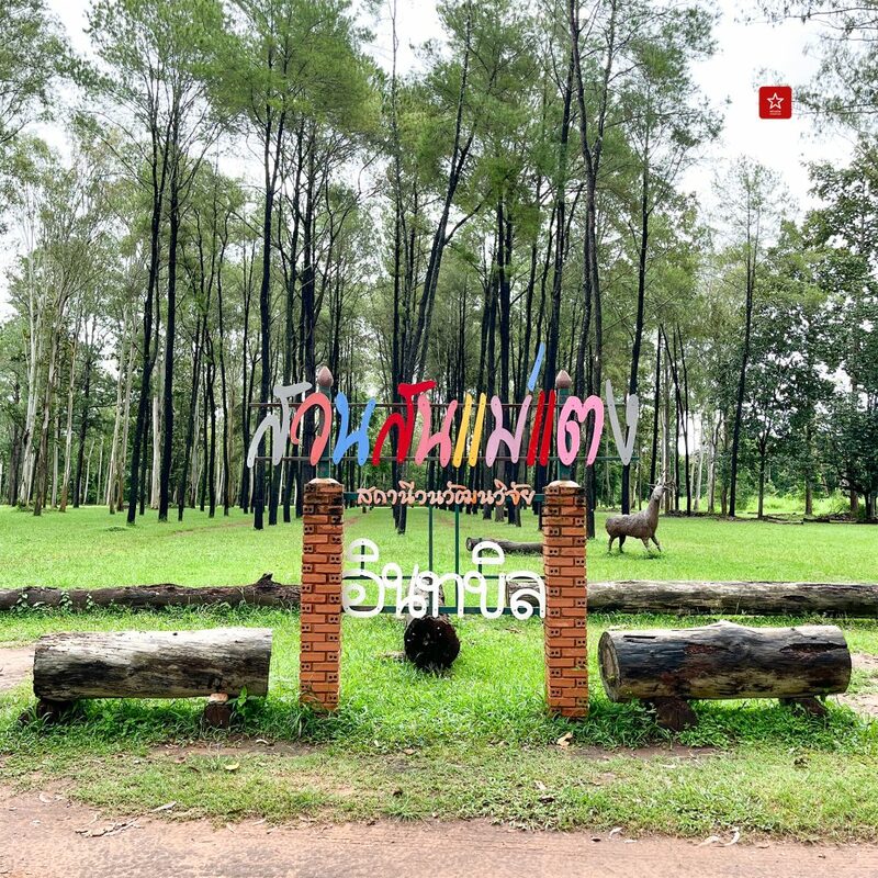 reviewchaingmai, รถแดง, รีวิวเชียงใหม่, สวนสนแม่แตง, เชียงดาว, เชียงใหม่, เที่ยวหน้าฝน, เที่ยวเชียงใหม่, เที่ยวฤดูฝน เดินเล่นป่าสน แช่ออนเซ็นบนดอย