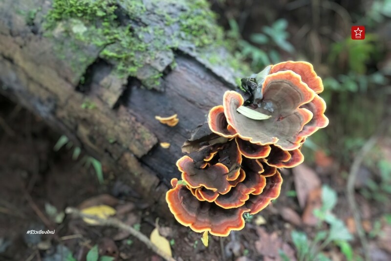 ดอยปุย, ดอยผากลอง, ดอยหัวหมู, เดินป่า, เส้นทางเดินป่า เชียงใหม่, เส้นทางบ้านม้งดอยปุย สู่ยอด ดอยผากลอง