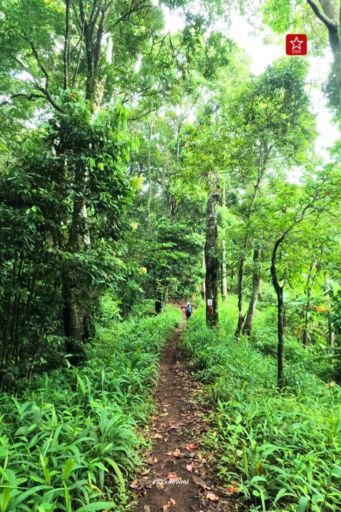 ดอยปุย, ดอยผากลอง, ดอยหัวหมู, เดินป่า, เส้นทางเดินป่า เชียงใหม่, เส้นทางบ้านม้งดอยปุย สู่ยอด ดอยผากลอง