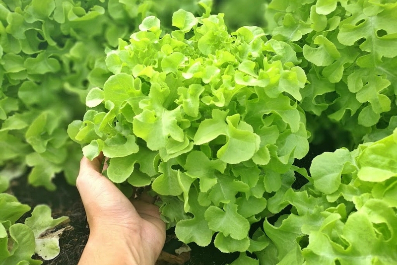 alpaca hill, camping field สวนผึ้ง, coro field, highland สวนผึ้ง, moai coffee, new land สวนผึ้ง, the camping field, the scenery vintage farm, veneto, veneto สวนผึ้ง, จุดชมวิวห้วยคอกหมู, จุดชมวิวเขากระโจม, ชิราคาวาโกะ คาเฟ่, ชิราคาวาโกะ สวนผึ้ง, ตลาดห้วยน้ำใส, ตลาดเช้าริมธาร, ตลาดเช้าริมธาร สวนผึ้ง, ตลาดโอ๊ะป่อย, ที่เที่ยวสวนผึ้ง, ที่เที่ยวสวนผึ้ง 2023, ที่เที่ยวสวนผึ้ง 2024, ที่เที่ยวสวนผึ้ง 2567, ธารน้ำร้อนบ่อคลึง, น้ำตกเก้าชั้น, น้ำตกเก้าโจน, นิวแลนด์ สวนผึ้ง, บ้านมอญห้วยน้ำใส, บ้านหอมเทียน, ราชบุรี, วอเตอร์ปาร์ค สวนผึ้ง, สวนป่าสิริกิตติ์, สวนผึ้ง, สวนผึ้งไฮแลนด์, สวนเลม่อน พสุธารา, สวนเลม่อน สวนผึ้ง, ห้วยคอกหมู, อัลปาก้า ฮิลล์, เขากระโจม, เดอะ ซีนเนอร์รี่ วินเทจ ฟาร์ม, เดอะรีสอร์ท วอเตอร์ปาร์ค, เที่ยวสวนผึ้ง, เที่ยวสวนผึ้ง 2024, เที่ยวสวนผึ้ง 2567, เวเนโต้ สวนผึ้ง, แก่งส้มแมว, โคโร่ ฟิลด์, โมไอ สวนผึ้ง, ไร่องุ่นมีสุข, ไร่องุ่นมีสุข สวนผึ้ง, top 20+ ที่เที่ยวสวนผึ้ง [กรกฎาคม 2024] สัมผัสธรรมชาติ ท่ามกลางหุบเขา จังหวัดราชบุรี