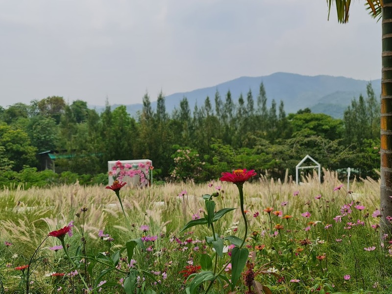 alpaca hill, camping field สวนผึ้ง, coro field, highland สวนผึ้ง, moai coffee, new land สวนผึ้ง, the camping field, the scenery vintage farm, veneto, veneto สวนผึ้ง, จุดชมวิวห้วยคอกหมู, จุดชมวิวเขากระโจม, ชิราคาวาโกะ คาเฟ่, ชิราคาวาโกะ สวนผึ้ง, ตลาดห้วยน้ำใส, ตลาดเช้าริมธาร, ตลาดเช้าริมธาร สวนผึ้ง, ตลาดโอ๊ะป่อย, ที่เที่ยวสวนผึ้ง, ที่เที่ยวสวนผึ้ง 2023, ที่เที่ยวสวนผึ้ง 2024, ที่เที่ยวสวนผึ้ง 2567, ธารน้ำร้อนบ่อคลึง, น้ำตกเก้าชั้น, น้ำตกเก้าโจน, นิวแลนด์ สวนผึ้ง, บ้านมอญห้วยน้ำใส, บ้านหอมเทียน, ราชบุรี, วอเตอร์ปาร์ค สวนผึ้ง, สวนป่าสิริกิตติ์, สวนผึ้ง, สวนผึ้งไฮแลนด์, สวนเลม่อน พสุธารา, สวนเลม่อน สวนผึ้ง, ห้วยคอกหมู, อัลปาก้า ฮิลล์, เขากระโจม, เดอะ ซีนเนอร์รี่ วินเทจ ฟาร์ม, เดอะรีสอร์ท วอเตอร์ปาร์ค, เที่ยวสวนผึ้ง, เที่ยวสวนผึ้ง 2024, เที่ยวสวนผึ้ง 2567, เวเนโต้ สวนผึ้ง, แก่งส้มแมว, โคโร่ ฟิลด์, โมไอ สวนผึ้ง, ไร่องุ่นมีสุข, ไร่องุ่นมีสุข สวนผึ้ง, top 20+ ที่เที่ยวสวนผึ้ง [กรกฎาคม 2024] สัมผัสธรรมชาติ ท่ามกลางหุบเขา จังหวัดราชบุรี
