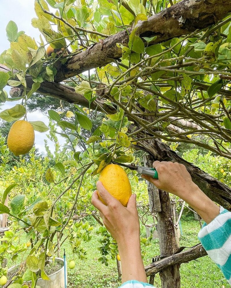 alpaca hill, camping field สวนผึ้ง, coro field, highland สวนผึ้ง, moai coffee, new land สวนผึ้ง, the camping field, the scenery vintage farm, veneto, veneto สวนผึ้ง, จุดชมวิวห้วยคอกหมู, จุดชมวิวเขากระโจม, ชิราคาวาโกะ คาเฟ่, ชิราคาวาโกะ สวนผึ้ง, ตลาดห้วยน้ำใส, ตลาดเช้าริมธาร, ตลาดเช้าริมธาร สวนผึ้ง, ตลาดโอ๊ะป่อย, ที่เที่ยวสวนผึ้ง, ที่เที่ยวสวนผึ้ง 2023, ที่เที่ยวสวนผึ้ง 2024, ที่เที่ยวสวนผึ้ง 2567, ธารน้ำร้อนบ่อคลึง, น้ำตกเก้าชั้น, น้ำตกเก้าโจน, นิวแลนด์ สวนผึ้ง, บ้านมอญห้วยน้ำใส, บ้านหอมเทียน, ราชบุรี, วอเตอร์ปาร์ค สวนผึ้ง, สวนป่าสิริกิตติ์, สวนผึ้ง, สวนผึ้งไฮแลนด์, สวนเลม่อน พสุธารา, สวนเลม่อน สวนผึ้ง, ห้วยคอกหมู, อัลปาก้า ฮิลล์, เขากระโจม, เดอะ ซีนเนอร์รี่ วินเทจ ฟาร์ม, เดอะรีสอร์ท วอเตอร์ปาร์ค, เที่ยวสวนผึ้ง, เที่ยวสวนผึ้ง 2024, เที่ยวสวนผึ้ง 2567, เวเนโต้ สวนผึ้ง, แก่งส้มแมว, โคโร่ ฟิลด์, โมไอ สวนผึ้ง, ไร่องุ่นมีสุข, ไร่องุ่นมีสุข สวนผึ้ง, top 20+ ที่เที่ยวสวนผึ้ง [กรกฎาคม 2024] สัมผัสธรรมชาติ ท่ามกลางหุบเขา จังหวัดราชบุรี
