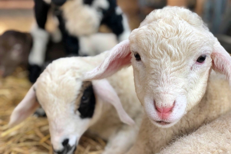 alpaca hill, camping field สวนผึ้ง, coro field, highland สวนผึ้ง, moai coffee, new land สวนผึ้ง, the camping field, the scenery vintage farm, veneto, veneto สวนผึ้ง, จุดชมวิวห้วยคอกหมู, จุดชมวิวเขากระโจม, ชิราคาวาโกะ คาเฟ่, ชิราคาวาโกะ สวนผึ้ง, ตลาดห้วยน้ำใส, ตลาดเช้าริมธาร, ตลาดเช้าริมธาร สวนผึ้ง, ตลาดโอ๊ะป่อย, ที่เที่ยวสวนผึ้ง, ที่เที่ยวสวนผึ้ง 2023, ที่เที่ยวสวนผึ้ง 2024, ที่เที่ยวสวนผึ้ง 2567, ธารน้ำร้อนบ่อคลึง, น้ำตกเก้าชั้น, น้ำตกเก้าโจน, นิวแลนด์ สวนผึ้ง, บ้านมอญห้วยน้ำใส, บ้านหอมเทียน, ราชบุรี, วอเตอร์ปาร์ค สวนผึ้ง, สวนป่าสิริกิตติ์, สวนผึ้ง, สวนผึ้งไฮแลนด์, สวนเลม่อน พสุธารา, สวนเลม่อน สวนผึ้ง, ห้วยคอกหมู, อัลปาก้า ฮิลล์, เขากระโจม, เดอะ ซีนเนอร์รี่ วินเทจ ฟาร์ม, เดอะรีสอร์ท วอเตอร์ปาร์ค, เที่ยวสวนผึ้ง, เที่ยวสวนผึ้ง 2024, เที่ยวสวนผึ้ง 2567, เวเนโต้ สวนผึ้ง, แก่งส้มแมว, โคโร่ ฟิลด์, โมไอ สวนผึ้ง, ไร่องุ่นมีสุข, ไร่องุ่นมีสุข สวนผึ้ง, top 20+ ที่เที่ยวสวนผึ้ง [กรกฎาคม 2024] สัมผัสธรรมชาติ ท่ามกลางหุบเขา จังหวัดราชบุรี