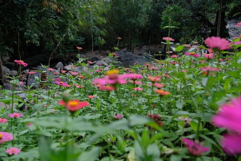 alpaca hill, camping field สวนผึ้ง, coro field, highland สวนผึ้ง, moai coffee, new land สวนผึ้ง, the camping field, the scenery vintage farm, veneto, veneto สวนผึ้ง, จุดชมวิวห้วยคอกหมู, จุดชมวิวเขากระโจม, ชิราคาวาโกะ คาเฟ่, ชิราคาวาโกะ สวนผึ้ง, ตลาดห้วยน้ำใส, ตลาดเช้าริมธาร, ตลาดเช้าริมธาร สวนผึ้ง, ตลาดโอ๊ะป่อย, ที่เที่ยวสวนผึ้ง, ที่เที่ยวสวนผึ้ง 2023, ที่เที่ยวสวนผึ้ง 2024, ที่เที่ยวสวนผึ้ง 2567, ธารน้ำร้อนบ่อคลึง, น้ำตกเก้าชั้น, น้ำตกเก้าโจน, นิวแลนด์ สวนผึ้ง, บ้านมอญห้วยน้ำใส, บ้านหอมเทียน, ราชบุรี, วอเตอร์ปาร์ค สวนผึ้ง, สวนป่าสิริกิตติ์, สวนผึ้ง, สวนผึ้งไฮแลนด์, สวนเลม่อน พสุธารา, สวนเลม่อน สวนผึ้ง, ห้วยคอกหมู, อัลปาก้า ฮิลล์, เขากระโจม, เดอะ ซีนเนอร์รี่ วินเทจ ฟาร์ม, เดอะรีสอร์ท วอเตอร์ปาร์ค, เที่ยวสวนผึ้ง, เที่ยวสวนผึ้ง 2024, เที่ยวสวนผึ้ง 2567, เวเนโต้ สวนผึ้ง, แก่งส้มแมว, โคโร่ ฟิลด์, โมไอ สวนผึ้ง, ไร่องุ่นมีสุข, ไร่องุ่นมีสุข สวนผึ้ง, top 20+ ที่เที่ยวสวนผึ้ง [กรกฎาคม 2024] สัมผัสธรรมชาติ ท่ามกลางหุบเขา จังหวัดราชบุรี