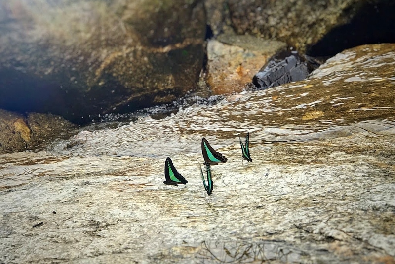 alpaca hill, camping field สวนผึ้ง, coro field, highland สวนผึ้ง, moai coffee, new land สวนผึ้ง, the camping field, the scenery vintage farm, veneto, veneto สวนผึ้ง, จุดชมวิวห้วยคอกหมู, จุดชมวิวเขากระโจม, ชิราคาวาโกะ คาเฟ่, ชิราคาวาโกะ สวนผึ้ง, ตลาดห้วยน้ำใส, ตลาดเช้าริมธาร, ตลาดเช้าริมธาร สวนผึ้ง, ตลาดโอ๊ะป่อย, ที่เที่ยวสวนผึ้ง, ที่เที่ยวสวนผึ้ง 2023, ที่เที่ยวสวนผึ้ง 2024, ที่เที่ยวสวนผึ้ง 2567, ธารน้ำร้อนบ่อคลึง, น้ำตกเก้าชั้น, น้ำตกเก้าโจน, นิวแลนด์ สวนผึ้ง, บ้านมอญห้วยน้ำใส, บ้านหอมเทียน, ราชบุรี, วอเตอร์ปาร์ค สวนผึ้ง, สวนป่าสิริกิตติ์, สวนผึ้ง, สวนผึ้งไฮแลนด์, สวนเลม่อน พสุธารา, สวนเลม่อน สวนผึ้ง, ห้วยคอกหมู, อัลปาก้า ฮิลล์, เขากระโจม, เดอะ ซีนเนอร์รี่ วินเทจ ฟาร์ม, เดอะรีสอร์ท วอเตอร์ปาร์ค, เที่ยวสวนผึ้ง, เที่ยวสวนผึ้ง 2024, เที่ยวสวนผึ้ง 2567, เวเนโต้ สวนผึ้ง, แก่งส้มแมว, โคโร่ ฟิลด์, โมไอ สวนผึ้ง, ไร่องุ่นมีสุข, ไร่องุ่นมีสุข สวนผึ้ง, top 20+ ที่เที่ยวสวนผึ้ง [กรกฎาคม 2024] สัมผัสธรรมชาติ ท่ามกลางหุบเขา จังหวัดราชบุรี