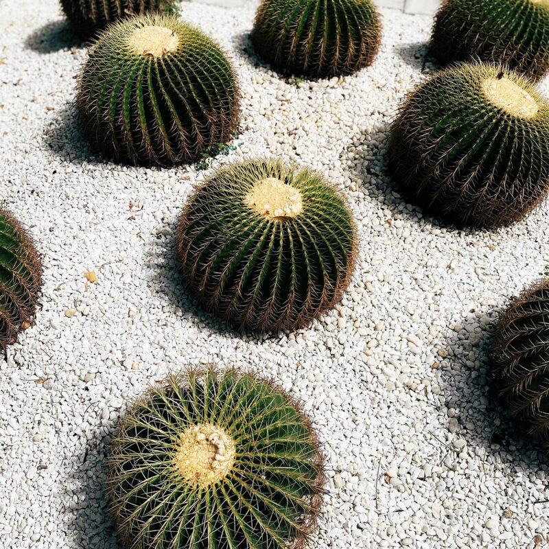 breeze box cafe x cactus พักผ่อนใจกับคาเฟ่ ที่มีมุมถ่ายรูปสุดชิลในพัทยา