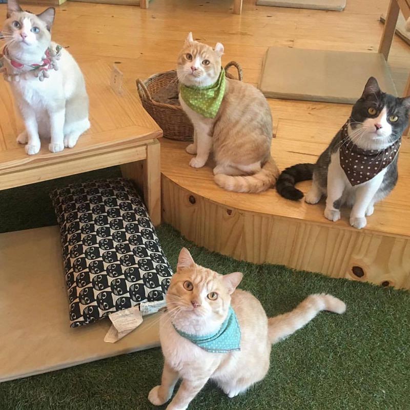 คาเฟ่ศรีราชา, คาเฟ่บางพระ, ร้านกาแฟศรีราชา, ร้านอาหารศรีราชา, ศรีราชา, เที่ยวศรีราชา, top 15+ คาเฟ่ นั่งชิล ศรีราชา