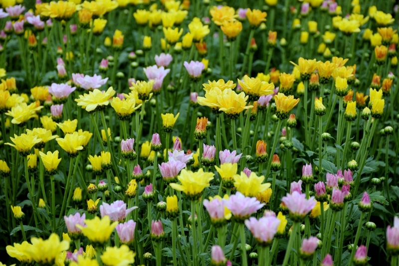 9th september eat drink tree, saraburi, so.w cafe, คาเฟ่สระบุรี, ดงพญาเย็น, ตลาดหัวปลี, ถ้ำกระบอก, ถ้ำนาคา, ถ้ำมรกตอธิบดีเวชสุวรรณ, ทานตะวันสระบุรี, ท้ายเขื่อนป่าสักชลสิทธิ์, ท้าวเวชสุวรรณร่างมนุษย์, ที่เที่ยวสระบุรี, ที่เที่ยวสระบุรี 2023, ที่เที่ยวสระบุรี 2024, ที่เที่ยวสระบุรี 2566, ที่เที่ยวสระบุรี 2567, ที่เที่ยวสระบุรี ธรรมชาติ, ทุ่งทานตะวัน, น้ำตก สระบุรี, น้ำตกดงพญาเย็น, น้ำตกสามหลั่น, น้ำตกเจ็ดสาวน้อย, นิวซีแลนด์เมืองไทย, บ้านเลียงผา, พระพุทธรูปหินลาวา, พุแค, ฟาร์มโคนม, ฟาร์มโคนมไทยเดนมาร์ค, วัดถ้ำกระบอก, วัดถ้ำบาดาล, วัดป่าสว่างบุญ, วัดพระพุทธบาท, วัดเจดีย์500 ยอด, วัดแก่งคอย, สระบุรี, สระบุรี ที่เที่ยว, สวนดอกเบญจมาศ บิ๊กเต้, สวนบิ๊กเต้, สวนพฤกษศาสตร์พุแค, หน่วยพิทักษ์ป่าท่าฤทธิ์, อ่างเก็บน้ำมวกเหล็ก, อ่างเก็บน้ำสระบุรี, อุทยานแห่งชาติน้ำตกสามหลั่น, อุโมงค์พระพุทธฉาย, อุโมงค์รถไฟ, เจ็ดคต, เจ็ดคต โป่งก้อนเส้า, เจ็ดสาวน้อย, เที่ยวสระบุรี, เที่ยวสระบุรี 2023, เที่ยวสระบุรี 2024, เที่ยวสระบุรี 2567, top 20+ ที่เที่ยวสระบุรี [กรกฎาคม2024] ใกล้ชิดธรรมชาติฟิน ๆ ไม่ไกลกรุงเทพฯ