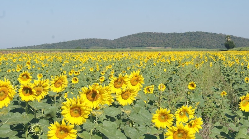 9th september eat drink tree, saraburi, so.w cafe, คาเฟ่สระบุรี, ดงพญาเย็น, ตลาดหัวปลี, ถ้ำกระบอก, ถ้ำนาคา, ถ้ำมรกตอธิบดีเวชสุวรรณ, ทานตะวันสระบุรี, ท้ายเขื่อนป่าสักชลสิทธิ์, ท้าวเวชสุวรรณร่างมนุษย์, ที่เที่ยวสระบุรี, ที่เที่ยวสระบุรี 2023, ที่เที่ยวสระบุรี 2024, ที่เที่ยวสระบุรี 2566, ที่เที่ยวสระบุรี 2567, ที่เที่ยวสระบุรี ธรรมชาติ, ทุ่งทานตะวัน, น้ำตก สระบุรี, น้ำตกดงพญาเย็น, น้ำตกสามหลั่น, น้ำตกเจ็ดสาวน้อย, นิวซีแลนด์เมืองไทย, บ้านเลียงผา, พระพุทธรูปหินลาวา, พุแค, ฟาร์มโคนม, ฟาร์มโคนมไทยเดนมาร์ค, วัดถ้ำกระบอก, วัดถ้ำบาดาล, วัดป่าสว่างบุญ, วัดพระพุทธบาท, วัดเจดีย์500 ยอด, วัดแก่งคอย, สระบุรี, สระบุรี ที่เที่ยว, สวนดอกเบญจมาศ บิ๊กเต้, สวนบิ๊กเต้, สวนพฤกษศาสตร์พุแค, หน่วยพิทักษ์ป่าท่าฤทธิ์, อ่างเก็บน้ำมวกเหล็ก, อ่างเก็บน้ำสระบุรี, อุทยานแห่งชาติน้ำตกสามหลั่น, อุโมงค์พระพุทธฉาย, อุโมงค์รถไฟ, เจ็ดคต, เจ็ดคต โป่งก้อนเส้า, เจ็ดสาวน้อย, เที่ยวสระบุรี, เที่ยวสระบุรี 2023, เที่ยวสระบุรี 2024, เที่ยวสระบุรี 2567, top 20+ ที่เที่ยวสระบุรี [กรกฎาคม2024] ใกล้ชิดธรรมชาติฟิน ๆ ไม่ไกลกรุงเทพฯ