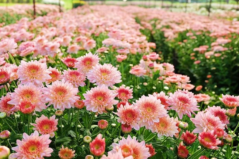 9th september eat drink tree, saraburi, so.w cafe, คาเฟ่สระบุรี, ดงพญาเย็น, ตลาดหัวปลี, ถ้ำกระบอก, ถ้ำนาคา, ถ้ำมรกตอธิบดีเวชสุวรรณ, ทานตะวันสระบุรี, ท้ายเขื่อนป่าสักชลสิทธิ์, ท้าวเวชสุวรรณร่างมนุษย์, ที่เที่ยวสระบุรี, ที่เที่ยวสระบุรี 2023, ที่เที่ยวสระบุรี 2024, ที่เที่ยวสระบุรี 2566, ที่เที่ยวสระบุรี 2567, ที่เที่ยวสระบุรี ธรรมชาติ, ทุ่งทานตะวัน, น้ำตก สระบุรี, น้ำตกดงพญาเย็น, น้ำตกสามหลั่น, น้ำตกเจ็ดสาวน้อย, นิวซีแลนด์เมืองไทย, บ้านเลียงผา, พระพุทธรูปหินลาวา, พุแค, ฟาร์มโคนม, ฟาร์มโคนมไทยเดนมาร์ค, วัดถ้ำกระบอก, วัดถ้ำบาดาล, วัดป่าสว่างบุญ, วัดพระพุทธบาท, วัดเจดีย์500 ยอด, วัดแก่งคอย, สระบุรี, สระบุรี ที่เที่ยว, สวนดอกเบญจมาศ บิ๊กเต้, สวนบิ๊กเต้, สวนพฤกษศาสตร์พุแค, หน่วยพิทักษ์ป่าท่าฤทธิ์, อ่างเก็บน้ำมวกเหล็ก, อ่างเก็บน้ำสระบุรี, อุทยานแห่งชาติน้ำตกสามหลั่น, อุโมงค์พระพุทธฉาย, อุโมงค์รถไฟ, เจ็ดคต, เจ็ดคต โป่งก้อนเส้า, เจ็ดสาวน้อย, เที่ยวสระบุรี, เที่ยวสระบุรี 2023, เที่ยวสระบุรี 2024, เที่ยวสระบุรี 2567, top 20+ ที่เที่ยวสระบุรี [กรกฎาคม2024] ใกล้ชิดธรรมชาติฟิน ๆ ไม่ไกลกรุงเทพฯ