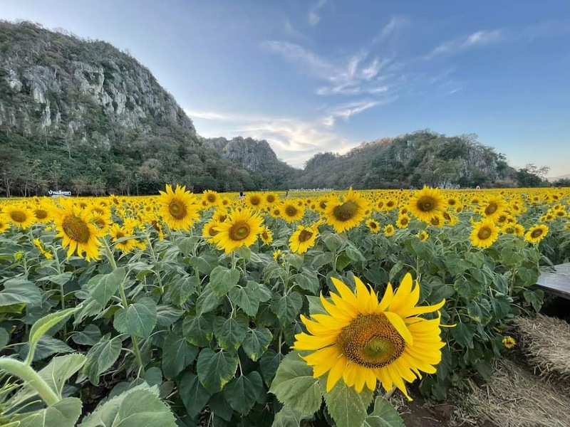 9th september eat drink tree, saraburi, so.w cafe, คาเฟ่สระบุรี, ดงพญาเย็น, ตลาดหัวปลี, ถ้ำกระบอก, ถ้ำนาคา, ถ้ำมรกตอธิบดีเวชสุวรรณ, ทานตะวันสระบุรี, ท้ายเขื่อนป่าสักชลสิทธิ์, ท้าวเวชสุวรรณร่างมนุษย์, ที่เที่ยวสระบุรี, ที่เที่ยวสระบุรี 2023, ที่เที่ยวสระบุรี 2024, ที่เที่ยวสระบุรี 2566, ที่เที่ยวสระบุรี 2567, ที่เที่ยวสระบุรี ธรรมชาติ, ทุ่งทานตะวัน, น้ำตก สระบุรี, น้ำตกดงพญาเย็น, น้ำตกสามหลั่น, น้ำตกเจ็ดสาวน้อย, นิวซีแลนด์เมืองไทย, บ้านเลียงผา, พระพุทธรูปหินลาวา, พุแค, ฟาร์มโคนม, ฟาร์มโคนมไทยเดนมาร์ค, วัดถ้ำกระบอก, วัดถ้ำบาดาล, วัดป่าสว่างบุญ, วัดพระพุทธบาท, วัดเจดีย์500 ยอด, วัดแก่งคอย, สระบุรี, สระบุรี ที่เที่ยว, สวนดอกเบญจมาศ บิ๊กเต้, สวนบิ๊กเต้, สวนพฤกษศาสตร์พุแค, หน่วยพิทักษ์ป่าท่าฤทธิ์, อ่างเก็บน้ำมวกเหล็ก, อ่างเก็บน้ำสระบุรี, อุทยานแห่งชาติน้ำตกสามหลั่น, อุโมงค์พระพุทธฉาย, อุโมงค์รถไฟ, เจ็ดคต, เจ็ดคต โป่งก้อนเส้า, เจ็ดสาวน้อย, เที่ยวสระบุรี, เที่ยวสระบุรี 2023, เที่ยวสระบุรี 2024, เที่ยวสระบุรี 2567, top 20+ ที่เที่ยวสระบุรี [กรกฎาคม2024] ใกล้ชิดธรรมชาติฟิน ๆ ไม่ไกลกรุงเทพฯ