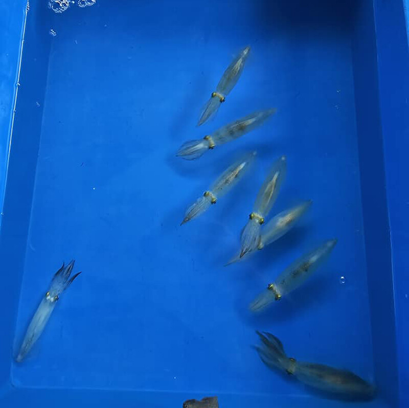 พัทยา, top 9+ ร้านลับพัทยา 2567 จอมเทียม นาเกลือ ริมทะเล อาหารทะเล ตามสั่ง ติดทะเล