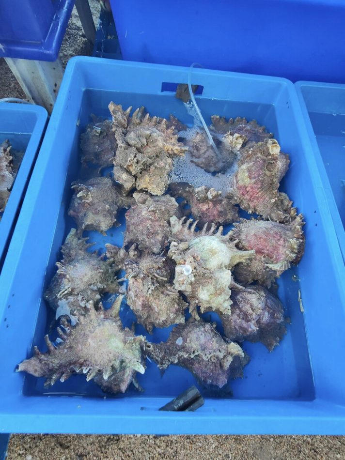 พัทยา, top 9+ ร้านลับพัทยา 2567 จอมเทียม นาเกลือ ริมทะเล อาหารทะเล ตามสั่ง ติดทะเล