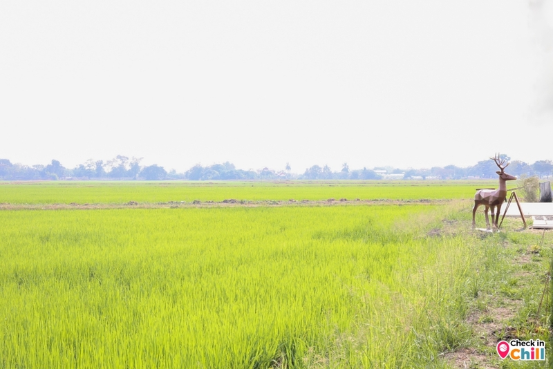 lamer cafe, lamer homecraft, lamer homecraft cafe, คาเฟ่, คาเฟ่ ทุ่งนา, คาเฟ่ ปทุมธานี, คาเฟ่ชานเมือง, คาเฟ่เปิดใหม่, คาเฟ่เปิดใหม่ ปทุมธานี, คาเฟ่ใกล้กรุงเทพ, คาเฟ่ใกล้ฉัน, ละเมอ คาเฟ่, ละเมอ คาเฟ่ ปทุมธานี, ละเมอร์ คาเฟ่, ละเมอร์ โฮมคราฟท์, รีวิว ร้าน lamer homecraft cafe เปิดใหม่ปทุมธานี สไตล์โมเดิร์นโฮมมี่ ท่ามกลางวิวทุ่งนา