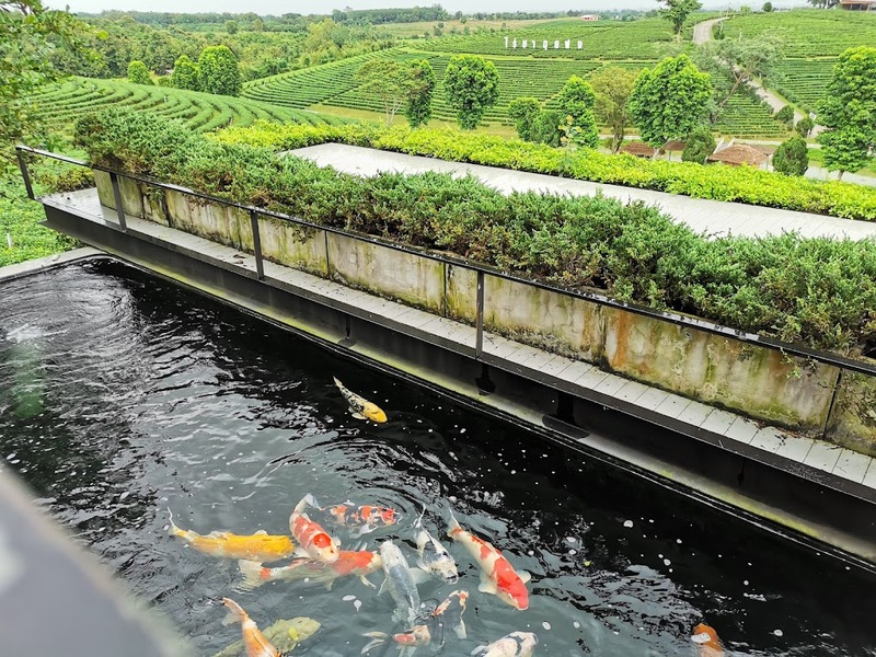 akha farmville, choui fong, singha park, กาดเจียงฮายรำลึก, ขุนน้ำนางนอน, คอฟฟี่ฮิลล์, จุดชมวิวดอยช้างมูบ, ช่องเขาขาด, ฐานปฏิบัติการดอยช้างมูบ, ดอยผาตั้ง, ดอยผาหมี, ดอยแม่สลอง, ตลาดแม่สาย, ตุงหลวงเฉลิมพระเกียรติ, ถนนคนเดินเชียงราย, ถ้ำหลวง ขุนน้ำนางนอน, ที่เที่ยวเชียงราย, ที่เที่ยวเชียงราย 2023, ที่เที่ยวเชียงราย 2566, ที่เที่ยวเชียงราย ธรรมชาติ, ที่เที่ยวเชียงราย ในเมือง, ที่เที่ยวเชียงรายใกล้ฉัน, ผาฮี้, พระธาตุดอยแม่ย่าม่อน, พระอุโบสถสีน้ำเงิน, พระโพธิสัตว์กวนอิมใหญ่ที่สุดในไทย, พิพิธภัณฑ์บ้านดำ, ฟาร์มแกะ ดอยช้าง, ภูชี้ดาว, ภูชี้ฟ้า, วัดป่าญะ, วัดพระธาตุดอยตุง, วัดพระธาตุแม่ย่าม่อน, วัดร่องขุ่น, วัดร่องเสือเต้น, วัดห้วยปลากั้ง, สวนคุณปู่ life museum, สวนคุณปู่ เชียงราย, สะพานไม้ไผ่ไร่ผาฮี้, สามเหลี่ยมทองคำ, สิงห์ปาร์ค, หมู่บ้านกะเหรี่ยงคอยาว, หมู่บ้านชาวเขากะเหรี่ยงคอยาว, หมู่บ้านสันติคีรี, อนุสาวรีย์พ่อขุนเม็งรายมหาราช, อาข่า ฟาร์ม, เชียงราย, เชียงราย 2023, เชียงราย 2566, เชียงรายไนท์บาซาร์, เที่ยวเชียงราย, โชคธรรมเจดีย์ 9 ชั้น, ไร่ชาฉุยฟง, ไฮเดรนเยีย ดอยแม่มอญ, ไฮเดรนเยียซัง, top 25+ ที่เที่ยวเชียงราย [กรกฎาคม 2024] ไหว้พระ ชมธรรมชาติ สัมผัสวิถีชีวิตชาวเขา ที่ดินแดนเหนือสุดประเทศไทย