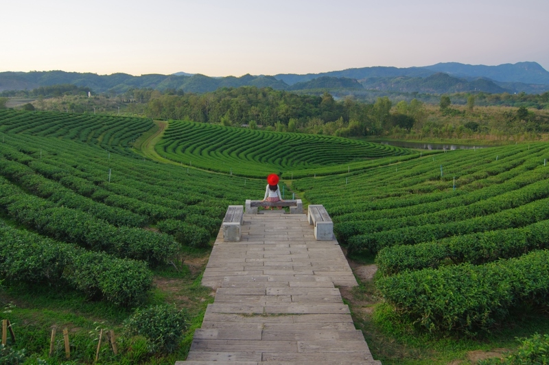 akha farmville, choui fong, singha park, กาดเจียงฮายรำลึก, ขุนน้ำนางนอน, คอฟฟี่ฮิลล์, จุดชมวิวดอยช้างมูบ, ช่องเขาขาด, ฐานปฏิบัติการดอยช้างมูบ, ดอยผาตั้ง, ดอยผาหมี, ดอยแม่สลอง, ตลาดแม่สาย, ตุงหลวงเฉลิมพระเกียรติ, ถนนคนเดินเชียงราย, ถ้ำหลวง ขุนน้ำนางนอน, ที่เที่ยวเชียงราย, ที่เที่ยวเชียงราย 2023, ที่เที่ยวเชียงราย 2566, ที่เที่ยวเชียงราย ธรรมชาติ, ที่เที่ยวเชียงราย ในเมือง, ที่เที่ยวเชียงรายใกล้ฉัน, ผาฮี้, พระธาตุดอยแม่ย่าม่อน, พระอุโบสถสีน้ำเงิน, พระโพธิสัตว์กวนอิมใหญ่ที่สุดในไทย, พิพิธภัณฑ์บ้านดำ, ฟาร์มแกะ ดอยช้าง, ภูชี้ดาว, ภูชี้ฟ้า, วัดป่าญะ, วัดพระธาตุดอยตุง, วัดพระธาตุแม่ย่าม่อน, วัดร่องขุ่น, วัดร่องเสือเต้น, วัดห้วยปลากั้ง, สวนคุณปู่ life museum, สวนคุณปู่ เชียงราย, สะพานไม้ไผ่ไร่ผาฮี้, สามเหลี่ยมทองคำ, สิงห์ปาร์ค, หมู่บ้านกะเหรี่ยงคอยาว, หมู่บ้านชาวเขากะเหรี่ยงคอยาว, หมู่บ้านสันติคีรี, อนุสาวรีย์พ่อขุนเม็งรายมหาราช, อาข่า ฟาร์ม, เชียงราย, เชียงราย 2023, เชียงราย 2566, เชียงรายไนท์บาซาร์, เที่ยวเชียงราย, โชคธรรมเจดีย์ 9 ชั้น, ไร่ชาฉุยฟง, ไฮเดรนเยีย ดอยแม่มอญ, ไฮเดรนเยียซัง, top 25+ ที่เที่ยวเชียงราย [กรกฎาคม 2024] ไหว้พระ ชมธรรมชาติ สัมผัสวิถีชีวิตชาวเขา ที่ดินแดนเหนือสุดประเทศไทย