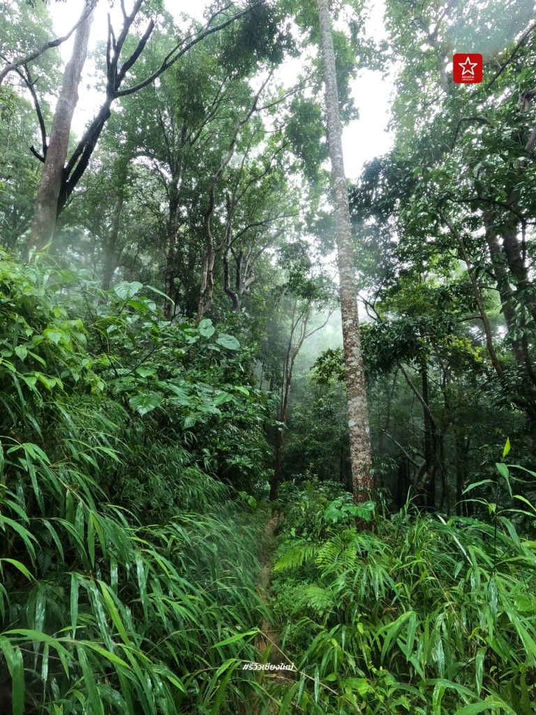 ดอยขุนตาล, นั่งรถไฟเที่ยว, นั่งรถไฟไปขุนตาน, อุโมงค์ขุนตาน, เดินป่า, เดินป่า หน้าฝน, นั่งรถไฟไป เดินป่าหน้าฝน ขึ้นยอด ย.4 ดอยขุนตาน