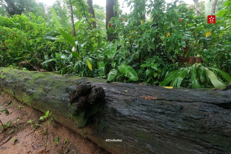 ดอยขุนตาล, นั่งรถไฟเที่ยว, นั่งรถไฟไปขุนตาน, อุโมงค์ขุนตาน, เดินป่า, เดินป่า หน้าฝน, นั่งรถไฟไป เดินป่าหน้าฝน ขึ้นยอด ย.4 ดอยขุนตาน