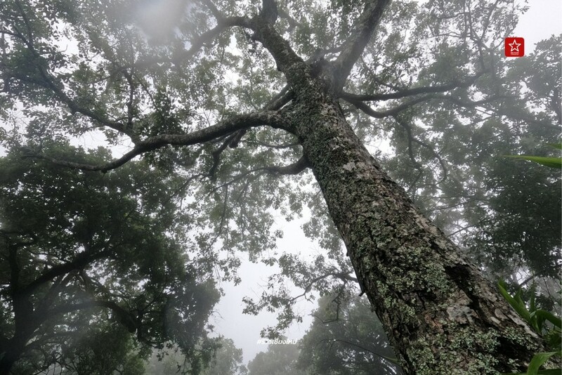 ดอยขุนตาล, นั่งรถไฟเที่ยว, นั่งรถไฟไปขุนตาน, อุโมงค์ขุนตาน, เดินป่า, เดินป่า หน้าฝน, นั่งรถไฟไป เดินป่าหน้าฝน ขึ้นยอด ย.4 ดอยขุนตาน