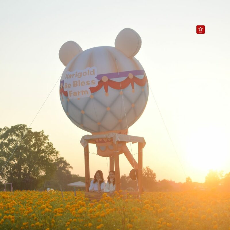 marigoldbeblessfarm, reviewchiangmai, คาเฟ่เชียงใหม่, ดอกดาวเรืองเชียงใหม่, ที่เที่ยวเชียงใหม่, บอลลูนเชียงใหม่, รีวิวเชียงใหม่, สวนดอกไม้เชียงใหม่, หางดง, ดอกดาวเรืองเชียงใหม่ ฟาร์มสุดสวย ไม่ต้องไปที่ไหนไกลแล้ว
