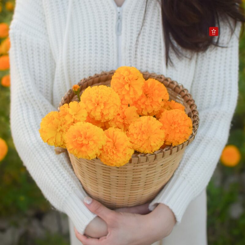 marigoldbeblessfarm, reviewchiangmai, คาเฟ่เชียงใหม่, ดอกดาวเรืองเชียงใหม่, ที่เที่ยวเชียงใหม่, บอลลูนเชียงใหม่, รีวิวเชียงใหม่, สวนดอกไม้เชียงใหม่, หางดง, ดอกดาวเรืองเชียงใหม่ ฟาร์มสุดสวย ไม่ต้องไปที่ไหนไกลแล้ว